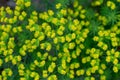 Euphorbia cyparissias, cypress spurge spring flowering herb. ornamental perennial in landscape design garden or park