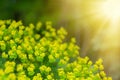 Euphorbia cyparissias, cypress spurge spring flowering herb. ornamental perennial in landscape design garden or park