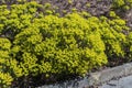 Euphorbia cyparissias `Fens Ruby` Royalty Free Stock Photo