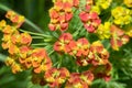 Euphorbia cyparissias