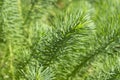 Euphorbia cyparissias stem, close-up. Background wallpaper banner grass