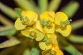 Euphorbia dendroides flowers Royalty Free Stock Photo