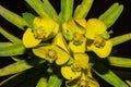 Euphorbia dendroides flowers Royalty Free Stock Photo
