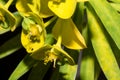 Euphorbia dendroides flowers Royalty Free Stock Photo