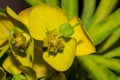 Euphorbia dendroides flowers Royalty Free Stock Photo
