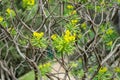 Euphorbia dendroides shrub Royalty Free Stock Photo