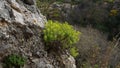 Euphorbia dendroides or tree spurge flowering succulent plant Ayun Nature Reserve in Israel Royalty Free Stock Photo