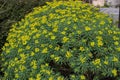 Euphorbia dendroides or tree spurge plant with yellow flowers Royalty Free Stock Photo