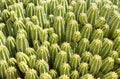 Euphorbia Echinus Royalty Free Stock Photo