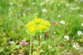 Euphorbia, flowering plant, spurge, Euphorbiaceae. Euphorbia serrata, serrated Tintern spurge, sawtooth upright spurge