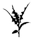 Euphorbia garden silhouette icon