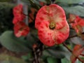 Euphorbia geroldii in bloom macro