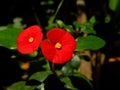 Euphorbia geroldii, Gerold's Spurge or Thornless Crown of Thorns plant flower Royalty Free Stock Photo