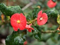 Euphorbia geroldii plant ,Gerold\'s Spurge ,Thornless Crown of thorn Royalty Free Stock Photo