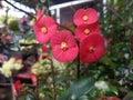 euphorbia geroldii red flower thornless crown Royalty Free Stock Photo