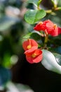 Euphorbia Geroldii red rlowers Royalty Free Stock Photo
