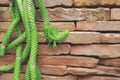 Euphorbia guentheri, Sausage Spurge on Red Stone Wall Background