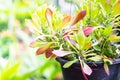 Euphorbia hanging tree in pot with green leaf .