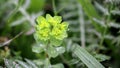 Euphorbia helioscopia Sun Spurge, Madwoman`s Milk green wild plant in nature