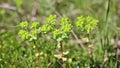 Euphorbia helioscopia Sun Spurge, Madwoman`s Milk green wild plant in nature