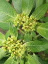 Euphorbia Heterophylla Flower