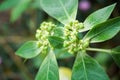 Euphorbia heterophylla grass flower