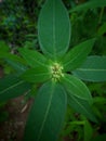 Euphorbia heterophylla is a plant that belongs to the Euphorbiaceae family or the Euphorbia genus