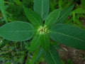 Euphorbia heterophylla is a plant that belongs to the Euphorbiaceae family or the Euphorbia genus