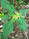 Euphorbia heterophylla is a plant that belongs to the family Euphorbiaceae