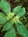 Euphorbia heterophylla plant