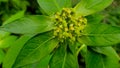 Euphorbia heterophylla a plant that grows wild in tropical forests