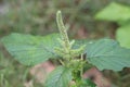 Euphorbia hirta or asthma plant is a weed with medicinal importance