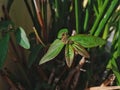 Euphorbia hirta or patikan kebo in Indonesian is Herbal plants that grow wild