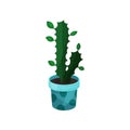 Euphorbia houseplant, potted plant vector illustration Royalty Free Stock Photo