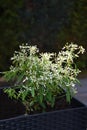 Euphorbia hypericifolia or diamond frost