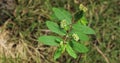 Euphorbia hypericifolia plant in garden.