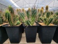 Euphorbia Inconstantia is a cactus. Stems long