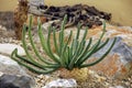 Euphorbia inermis