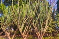 Euphorbia ingens big group of plants in the garden Royalty Free Stock Photo