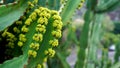 Euphorbia ingens cactus plant in bloom,Tenerife,Canary Islands, Spain. Royalty Free Stock Photo