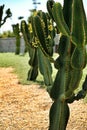 Euphorbia ingens cactus plant in the garden Royalty Free Stock Photo