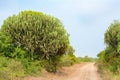 Euphorbia ingens or candelabra trees or naboom plant.Path with succulent trees in Queen Elizabeth National Park, Uganda