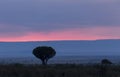 Euphorbia Ingens at Sunset in Masai Mara National Park Royalty Free Stock Photo