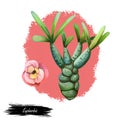 Euphorbia isolated digital art illustration. Spurge family Euphorbiaceae and pink flower. Euphorbia milii, Euphorbia false-flower