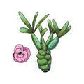 Euphorbia isolated vector illustration. Spurge family Euphorbiaceae and pink flower. Euphorbia milii, Euphorbia false-flower herb