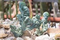 Euphorbia lactea cactus Royalty Free Stock Photo