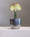 Euphorbia lactea Cristata cactus Royalty Free Stock Photo