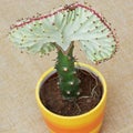 Euphorbia lactea cristata in a colorful flower pot Royalty Free Stock Photo