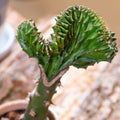 Euphorbia lactea Cristata Royalty Free Stock Photo