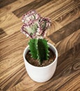 Euphorbia lactea cristata in flower pot, detail photo Royalty Free Stock Photo